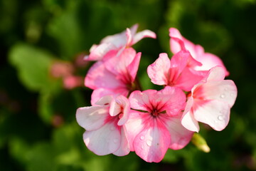 Naklejka na ściany i meble Beautiful pink geranium flower blossom in a garden, Spring season, Nature background