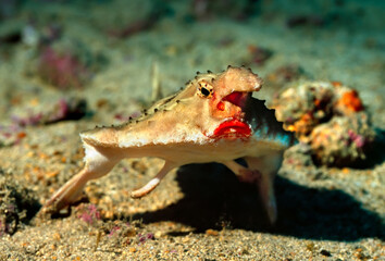 The red-lipped batfish or Galapagos batfish (Ogcocephalus darwini) is a fish of unusual morphology found around the Galapagos Islands and off Peru. Shot at Wolf island, Galapagos at the depth of 46 m.