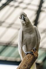 Closeup of white-yellow crested cockatoo bird inside the zoo in Lembang, Bandung, West Java,...