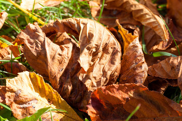 orange foliage of trees
