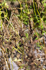 agriculture in the region, producing and growing different types