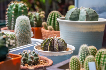 Collection of various cactus and succulent plants in different pots. 