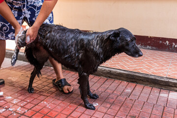 portrait of a black dog getting a bath