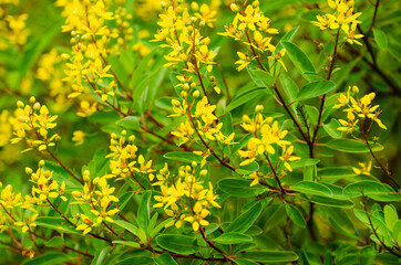 Close-up flowers in the park