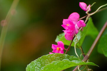 Close-up flowers in the park