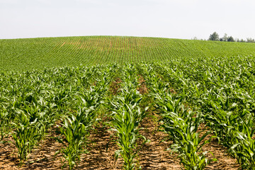 yield of maize corn and food