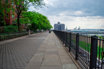 tree in the park and walkway