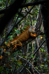 Iguana naranja