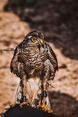 épervier Haouaria Tunisie