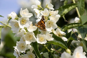 beautiful white jasmine flowers