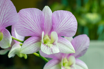 Fototapeta na wymiar orchid is a flowering plant flower with the most members. The species are widely known from the wet tropics to the circumpolar region, although most of the members are found in the tropics.