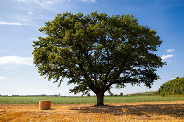 wheat straw and a green oak tree