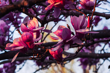 pink magnolia flowers © Kurt