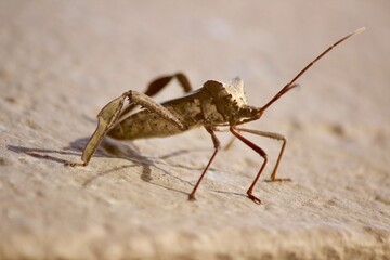 bug