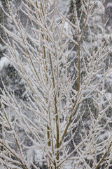 White winter snow covering Aspen and Pine trees during a storm