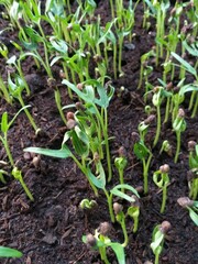 fresh green Ipomcea aquatica plant in nature garden