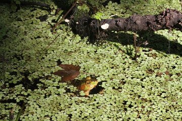 Adult bullfrog poking its head out of the water in a swamp in Louisania. It is surrounded by an invasive aquatic plant, giant salvinia (Salvinia molesta).