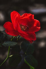 red rose on black background