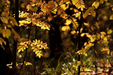 Yellow leaves of the ash tree illuminated by bright rays of the sun against the background of the autumn forest. High quality photo