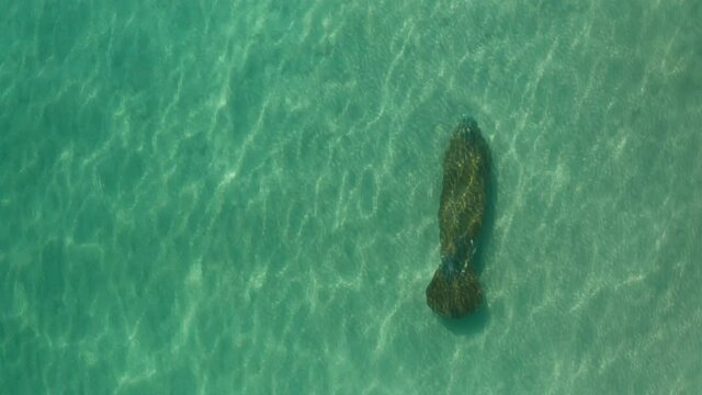 Manatee swimming aerial closeup