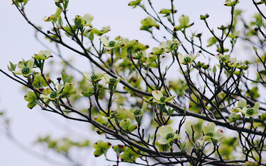 branch of a tree with leaves