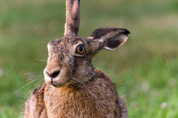 Portrait of a hare with bristly ears