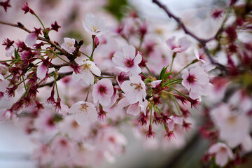 cherry blossom