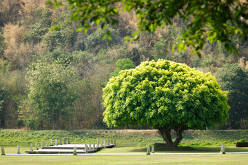 Single Big green Tree outstanding on bridge and mountain