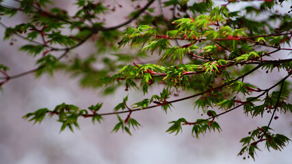 branch of a cherry tree in spring