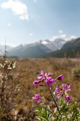 Obraz premium flowers in the mountains