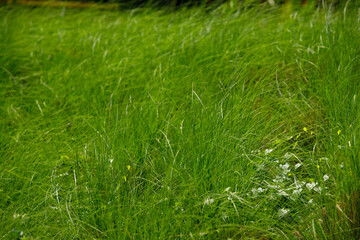 Field of Grass reflect morning sunshine in springtime