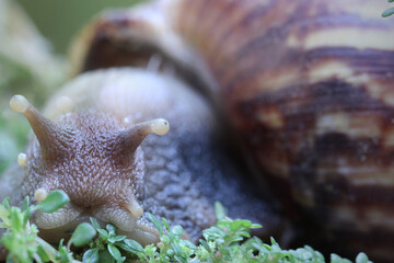 close-up photo of a snail walking on a rock and a small plant with a blurred background