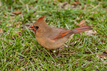 Female Northern Cardinal eating bird seed on the ground in the fall.