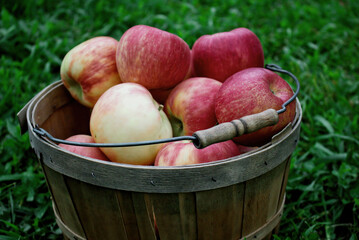 apples in a basket