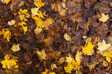 maple foliage in autumn leaf fall