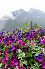 Fototapeta premium flowers in the mountains
