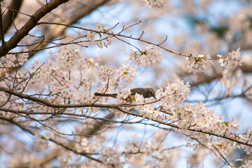 벚꽃과 새 spring, Cherry Blossom and bird