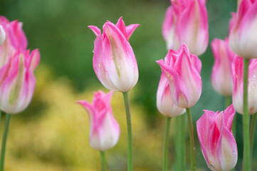 Obraz premium pink tulips in the garden