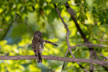 Eastern Phoebe preening its wing on a tree branch.