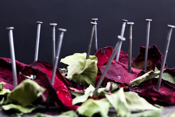 dried red rose