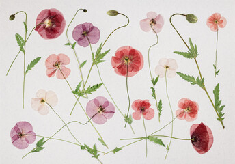 Page from an old photo album. Flowers poppy. Scrapbooking element decorated with leaves, flowers...