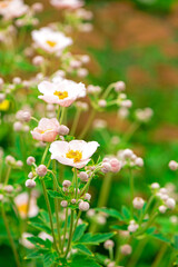 beautiful garden flowers on a background of green grass.