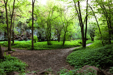 footpath in the woods