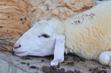 Cute sheep in a sheep farm.