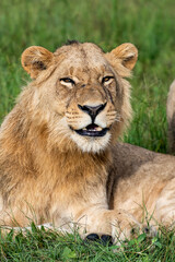 Obraz na płótnie Canvas Beautiful Lion Caesar in the golden grass of Masai Mara, Kenya Panthera Leo.