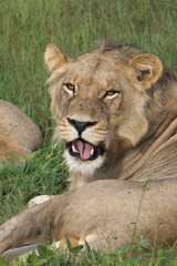Beautiful Lion Caesar in the golden grass of Masai Mara, Kenya Panthera Leo.