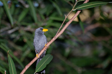 Grosbeak Starling clinging to a tree branch