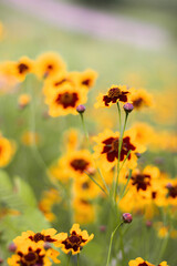 field of flowers