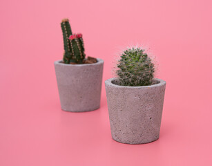 Small cactus in the pot on pink background