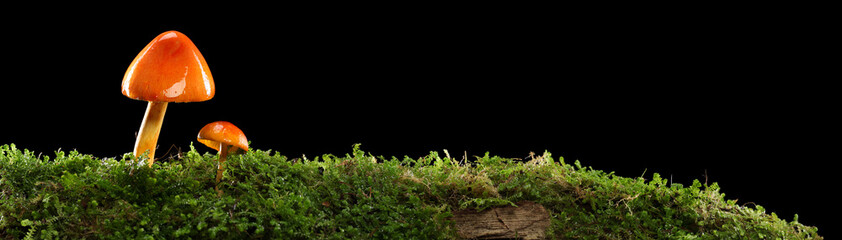 Two orange and yellow mushrooms on wet and humid green mossy forest floor. Isolated on black. © Leigh Prather